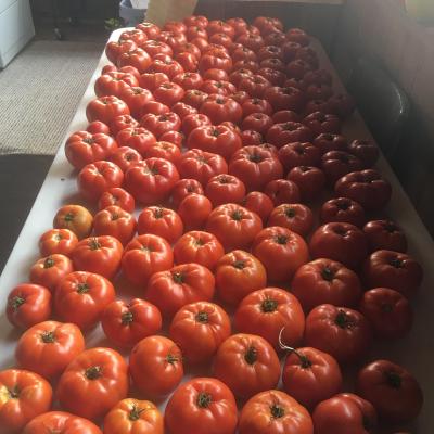 Haverkamp Tomatoes 2