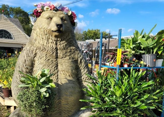 A image of a big bear statue next to variety of garden plants outside the Bayside Garden Center.