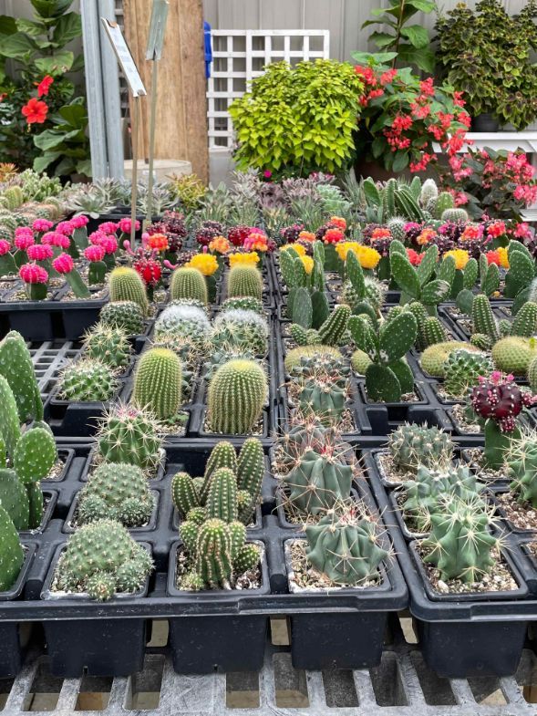A variety of cactuses at K&W Greenery.