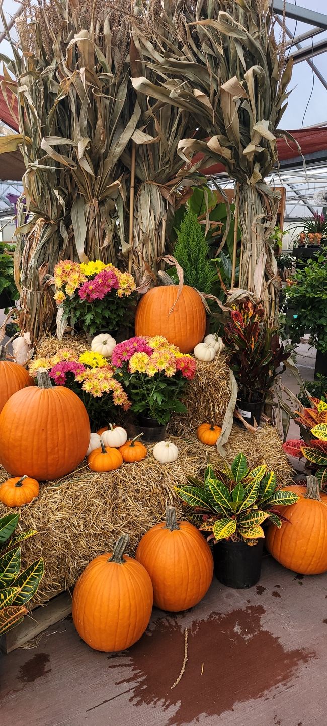 Image of a pumpkin and gourd decoration at K&W Greenery.