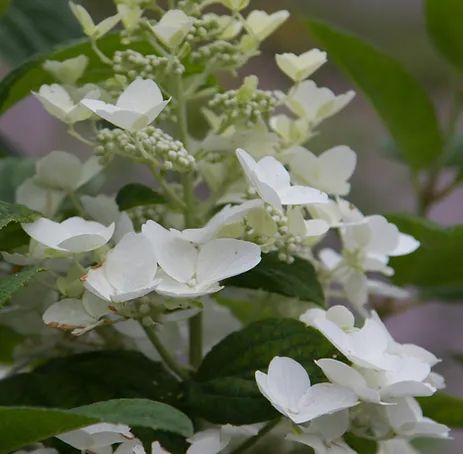 Image of white flowers up close.