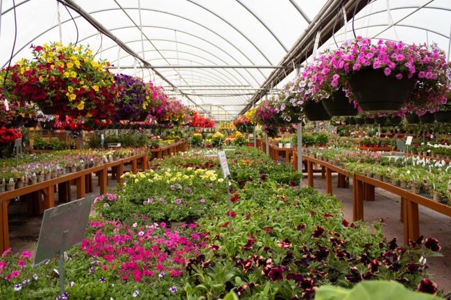 A large assortment of potted flowers at K&W Greenery.