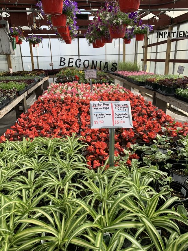 Begonias for sale at Minor's.
