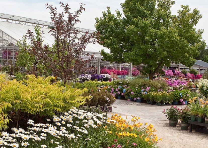 A image of a variety of garden plants outside the Prospect Hill Garden Center.