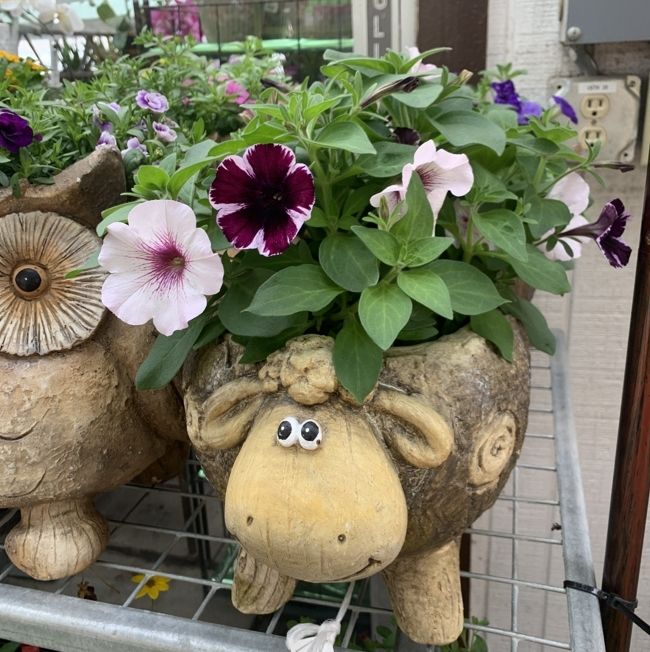 A sheep pot with  flowers at Minor's.