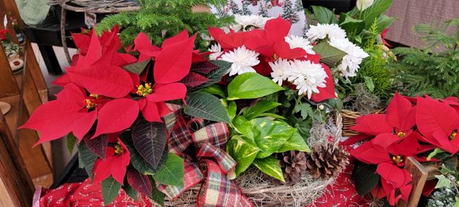 Poinsettias with flowers at K&W Greenery.