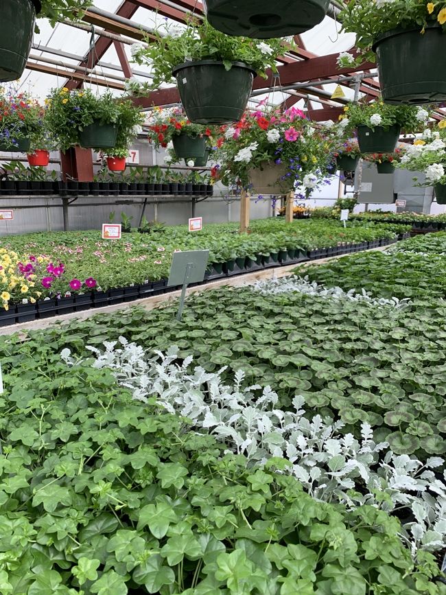 A variety of plants at Minor's.